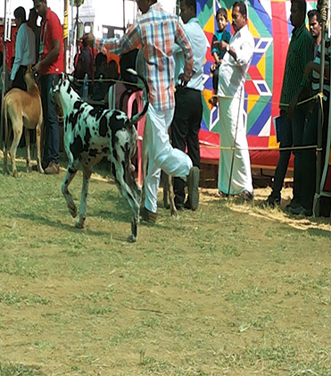 dog