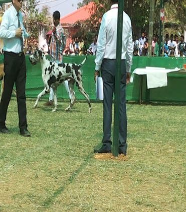 dog