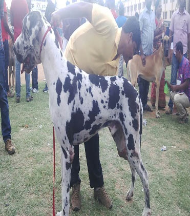 dog