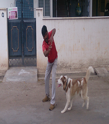 dog