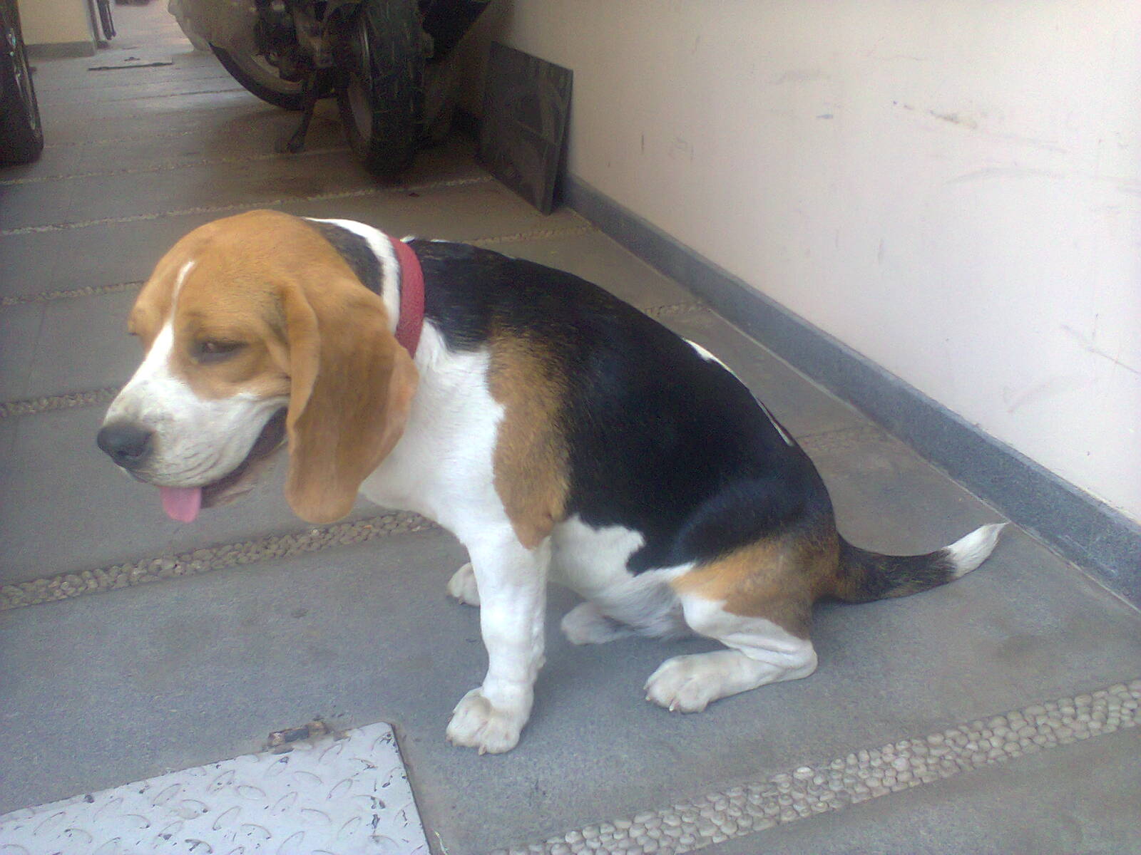 dog