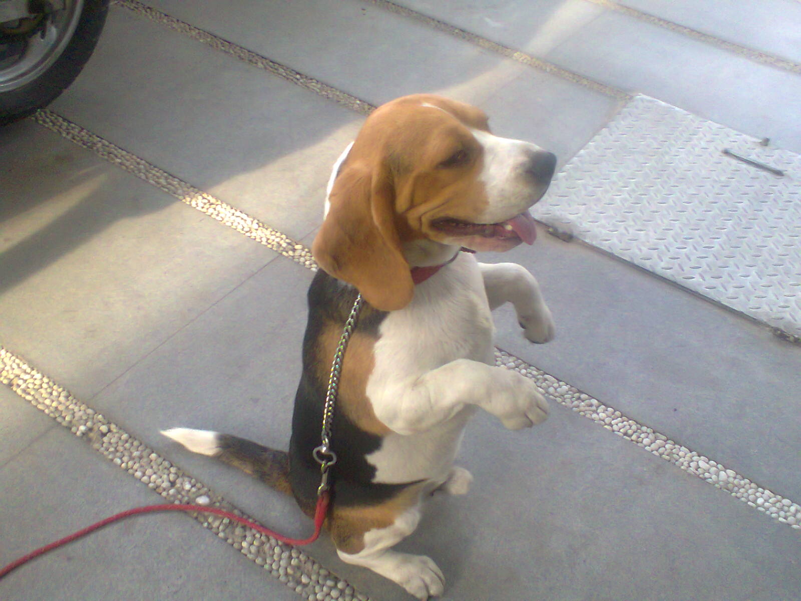 dog