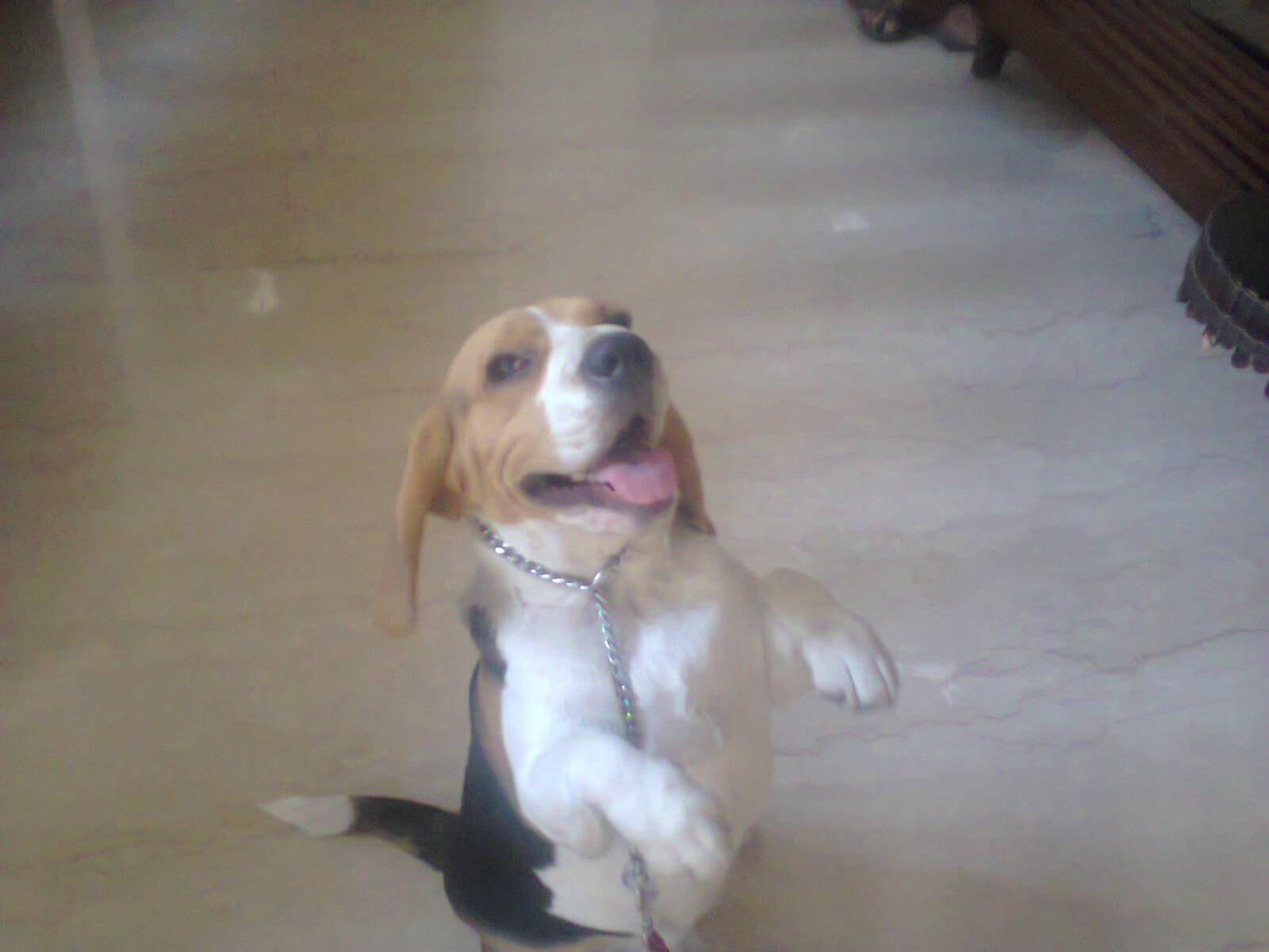 dog