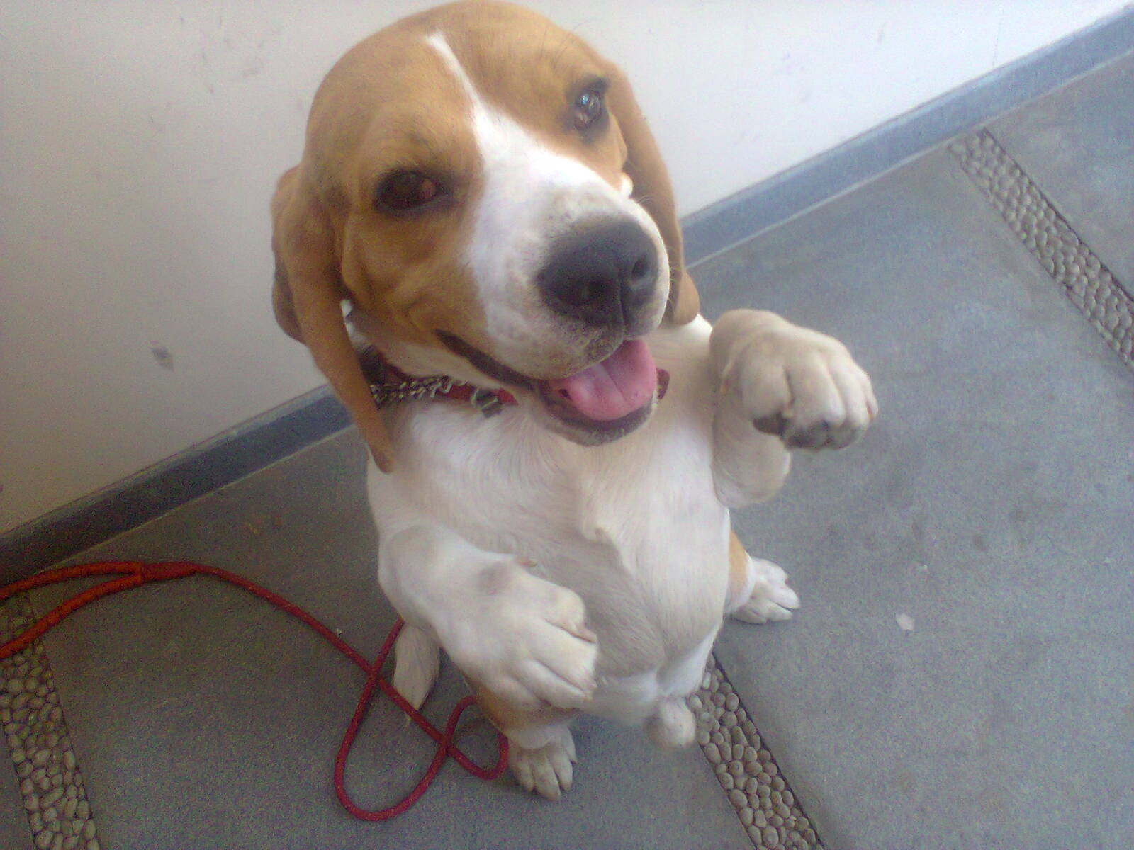 dog