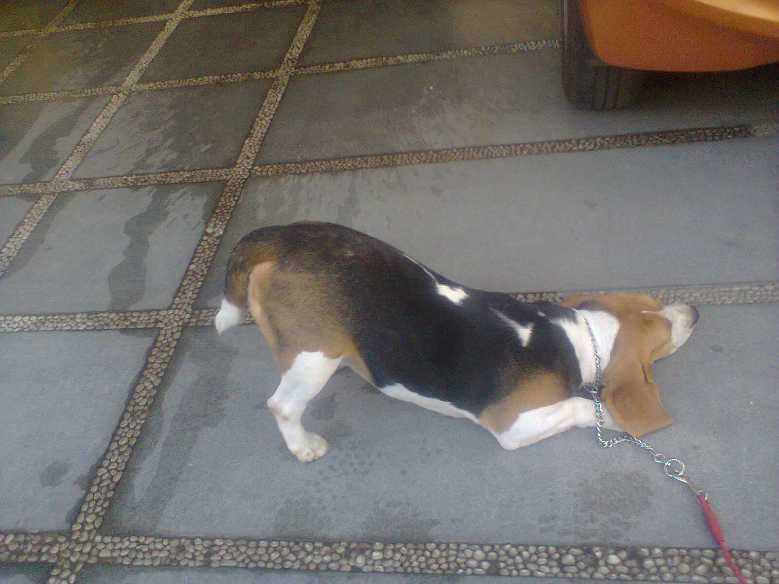 dog