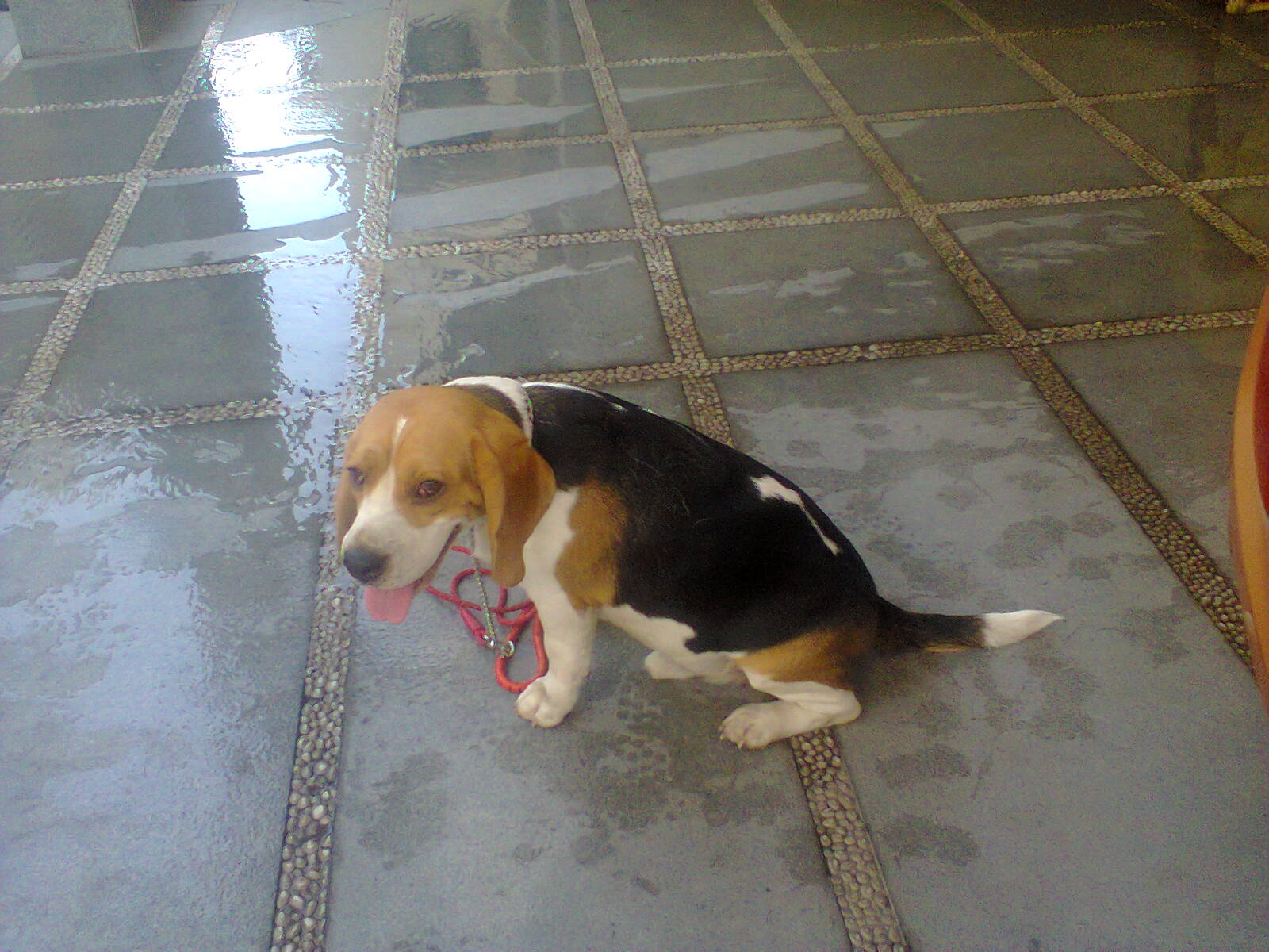 dog