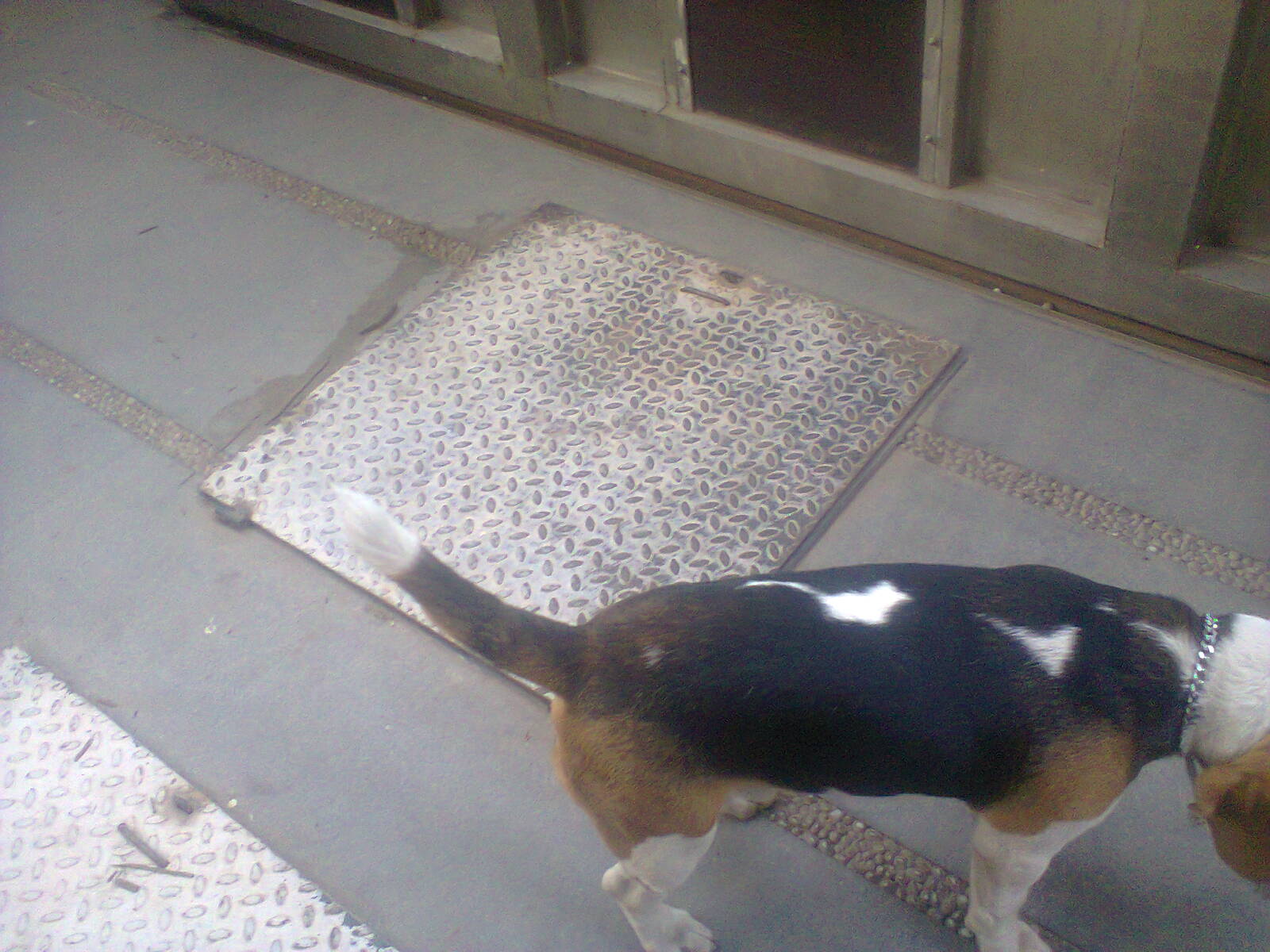 dog