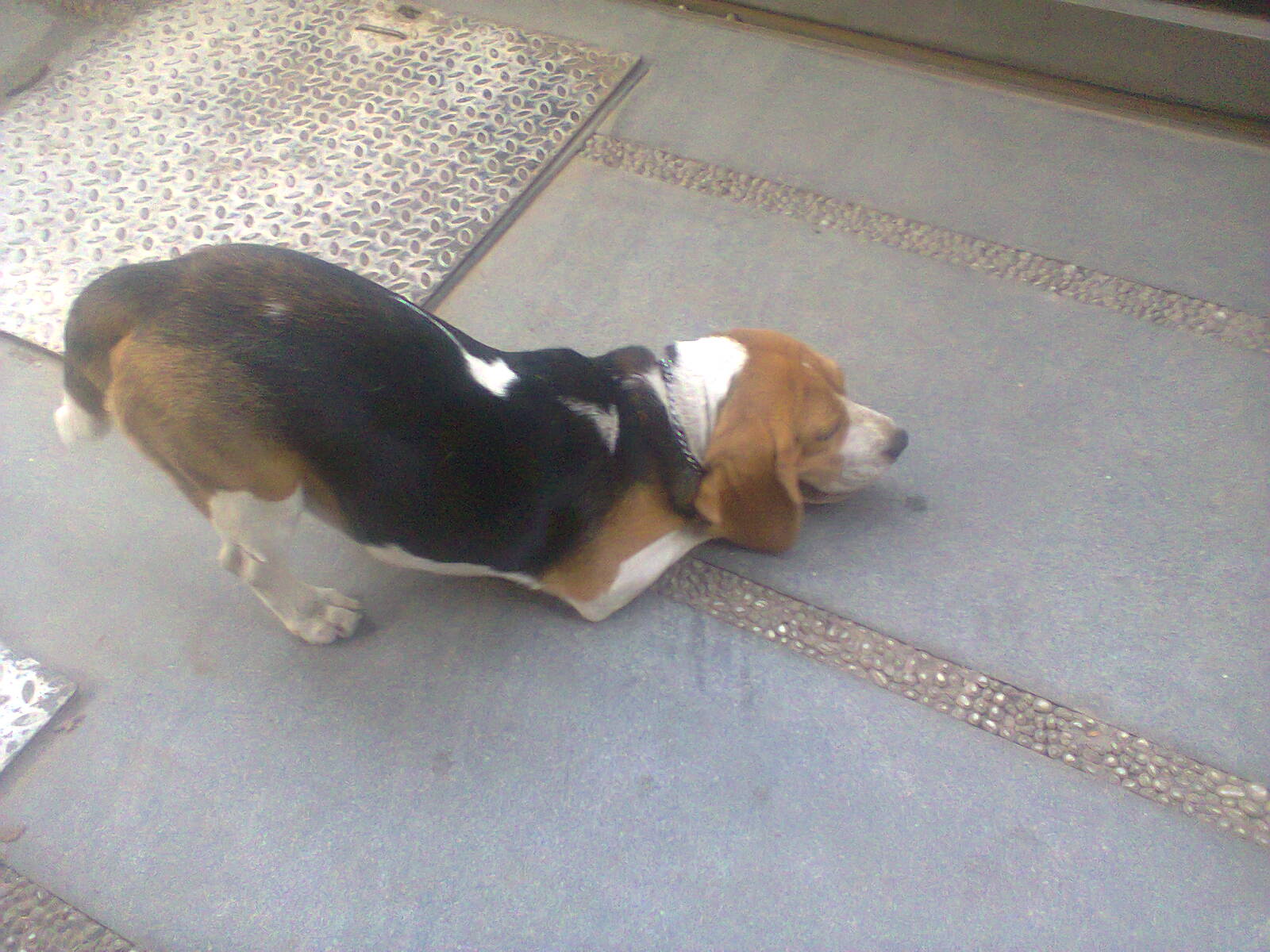 dog