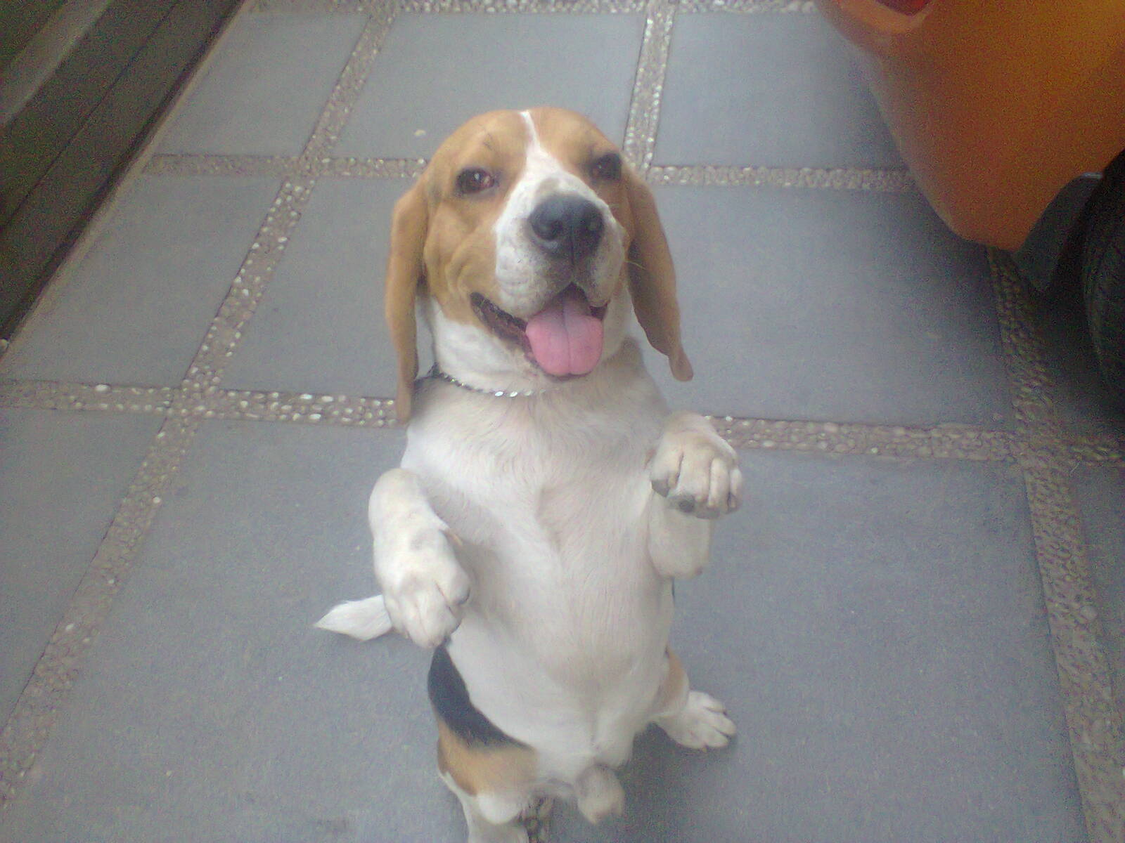 dog