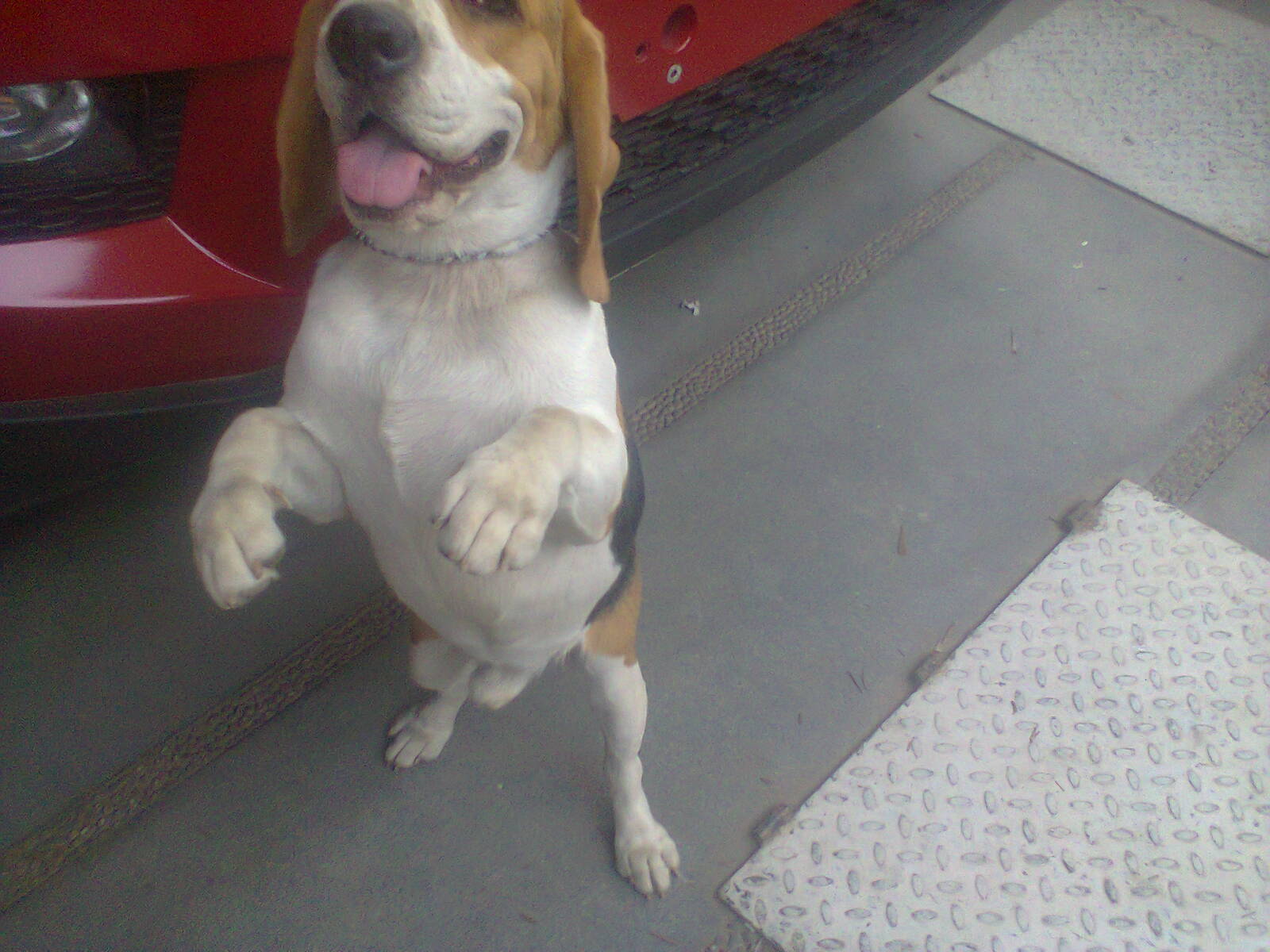 dog