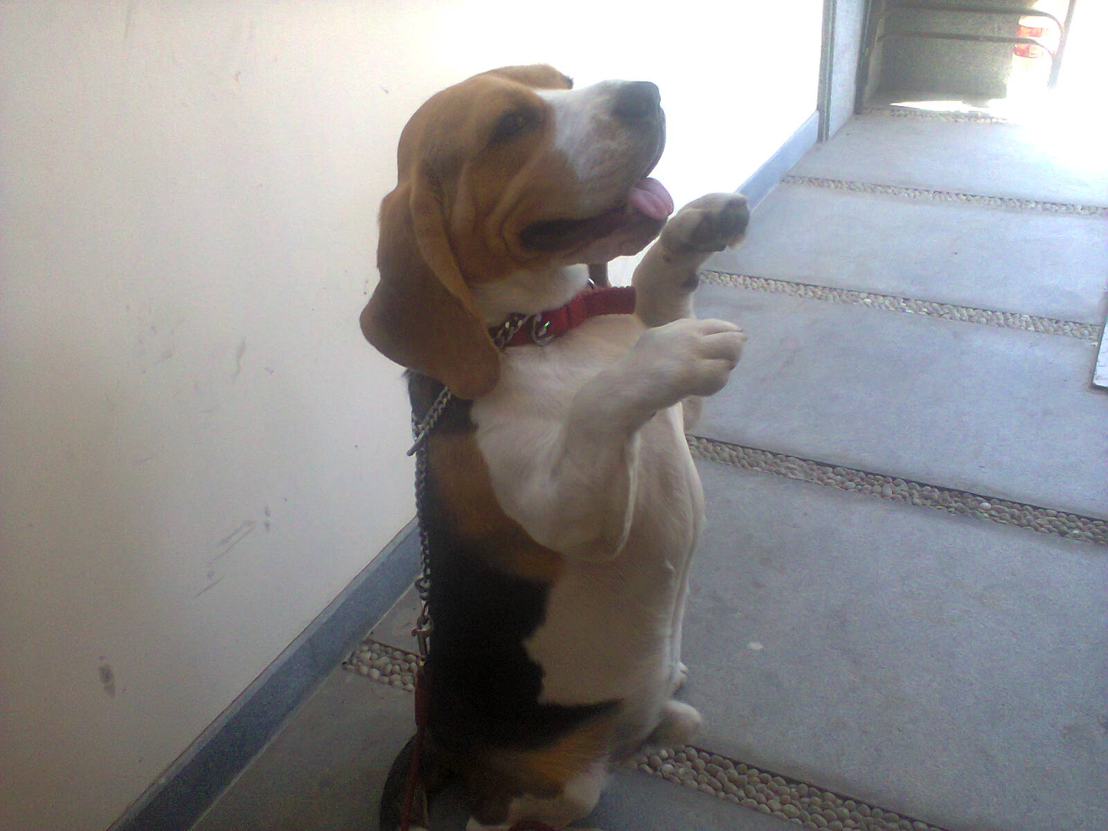 dog