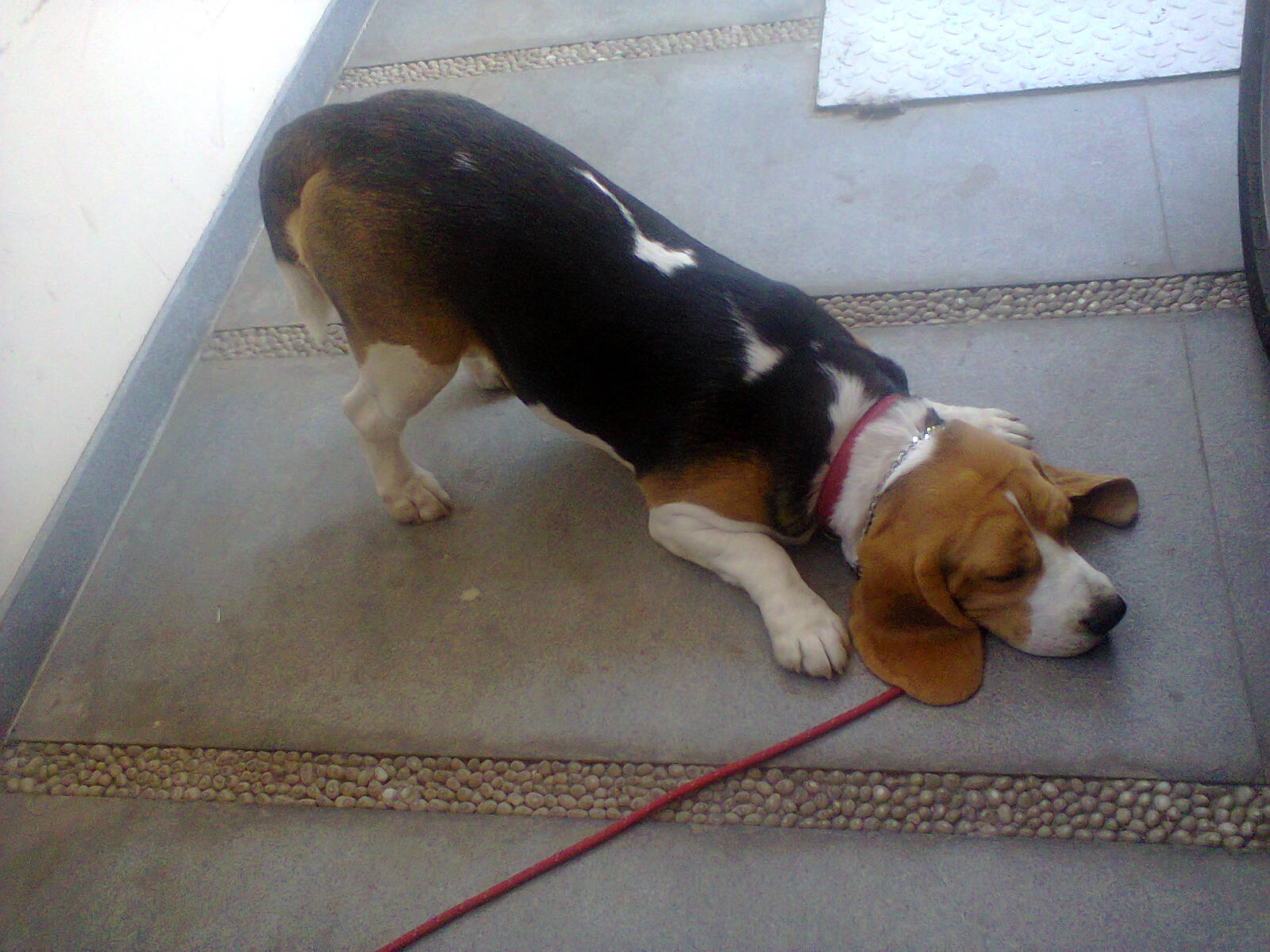 dog