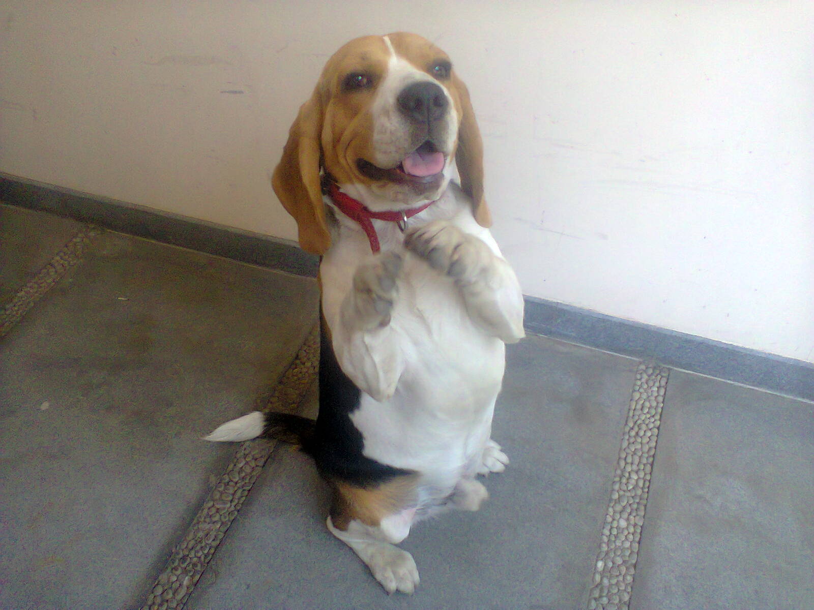 dog