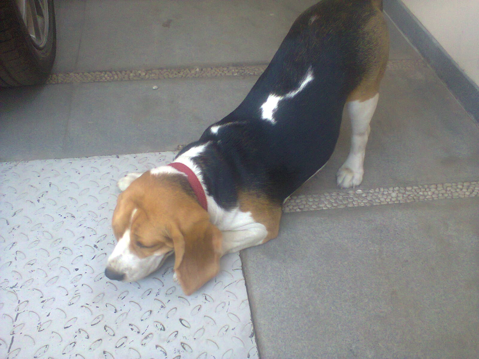dog