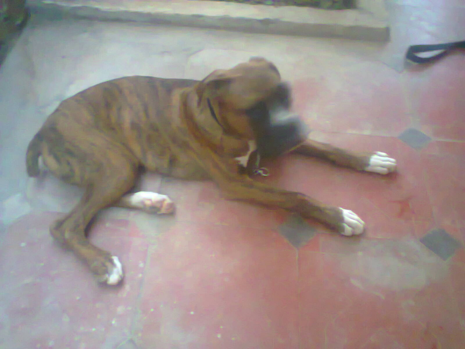 dog