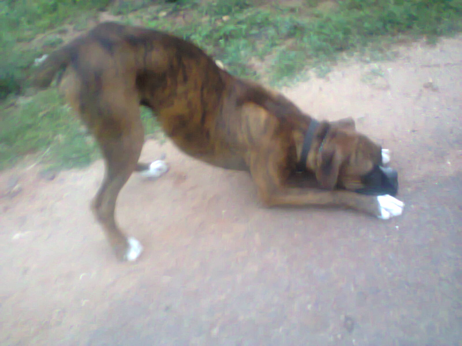 dog