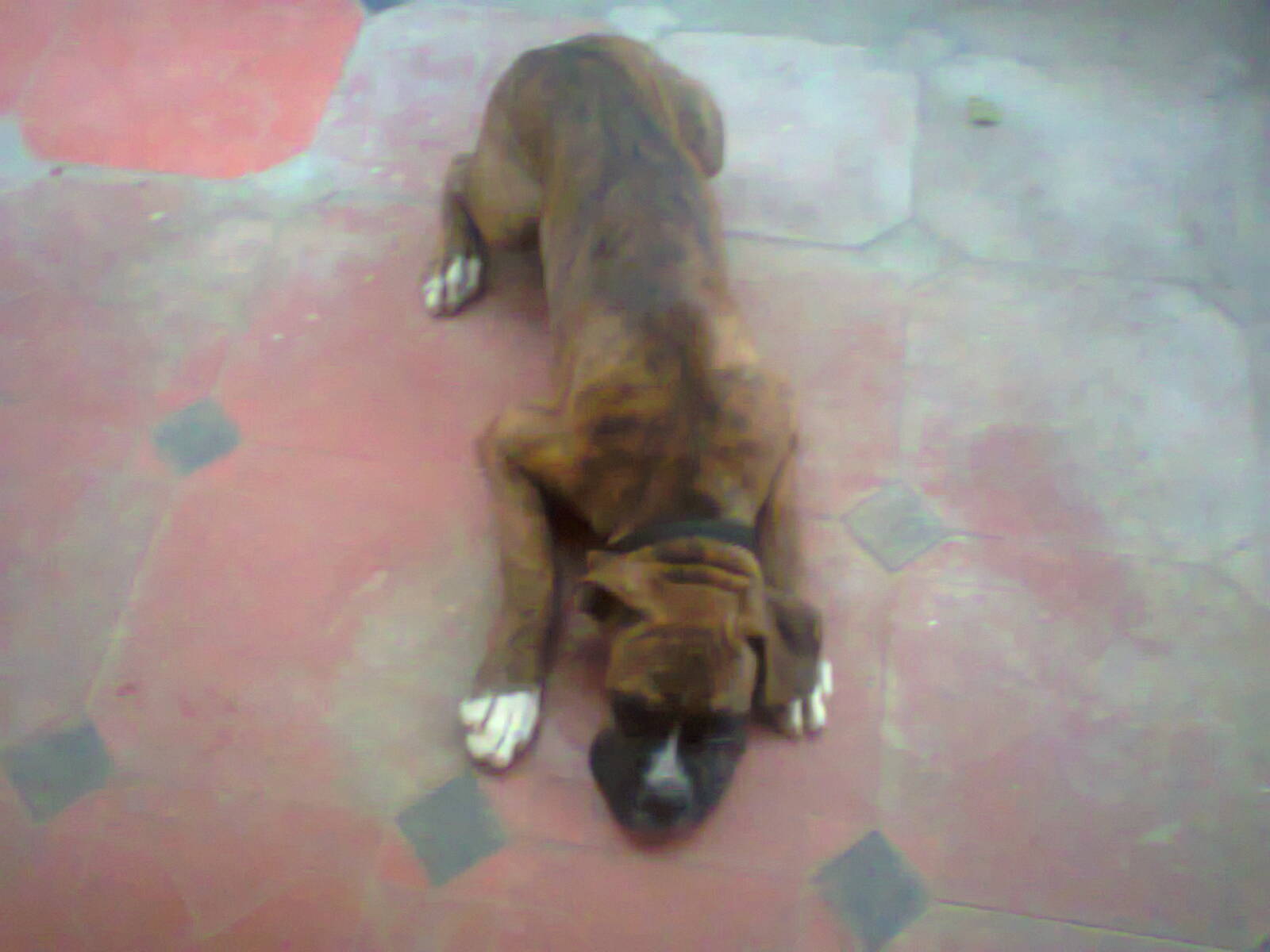 dog