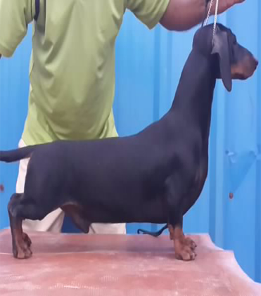 dog