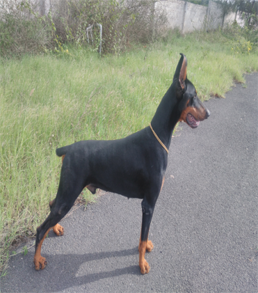 dog