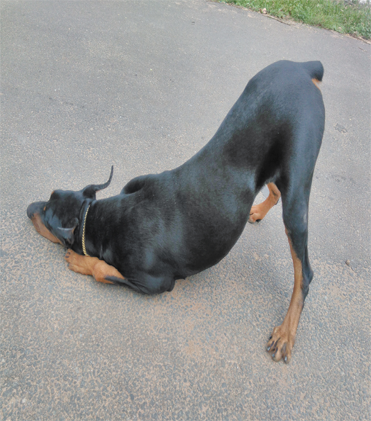 dog
