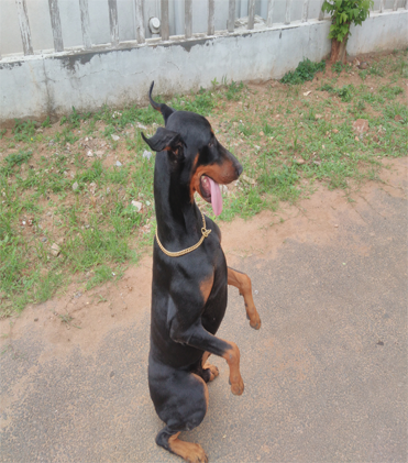 dog