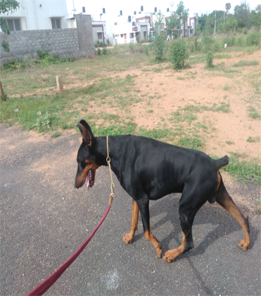 dog