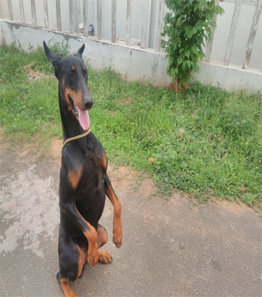 dog