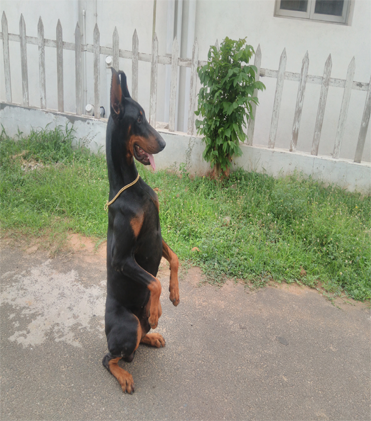 dog