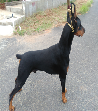 dog