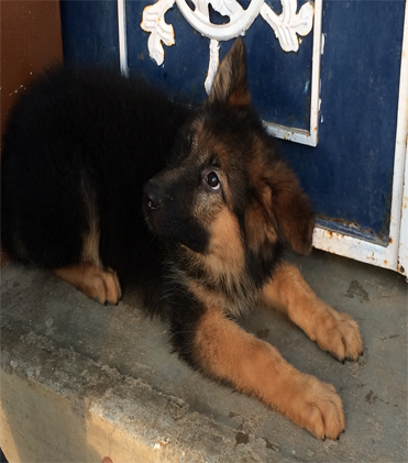 dog
