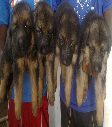 dog