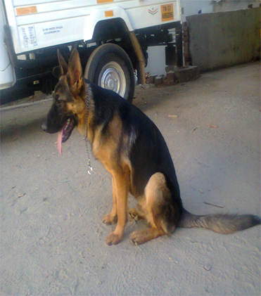 dog