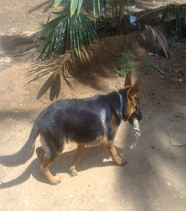 dog