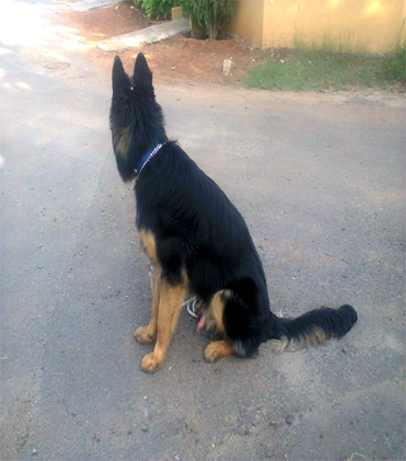 dog