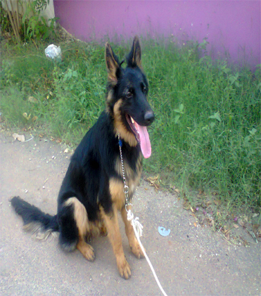 dog