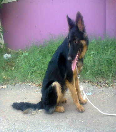 dog