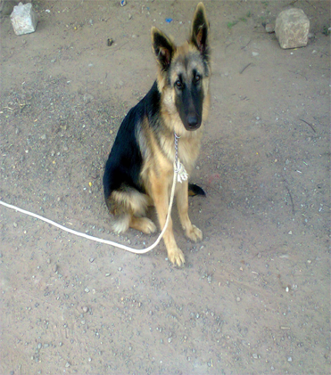 dog