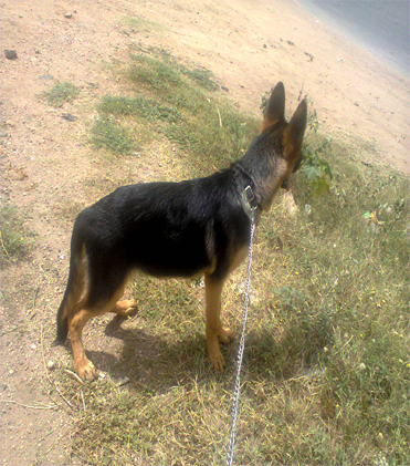 dog