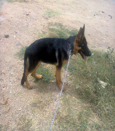 dog