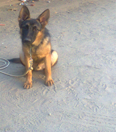 dog