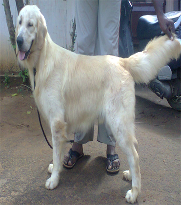 dog