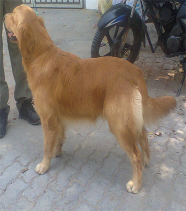 dog