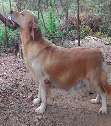 dog