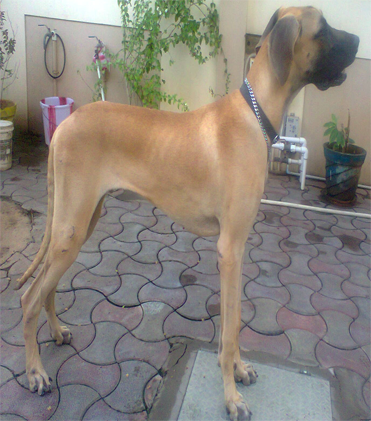 dog
