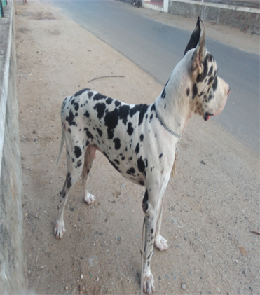 dog