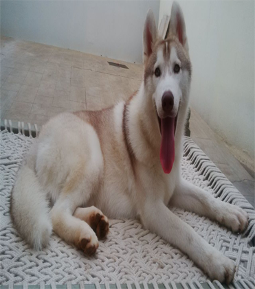 dog