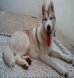 dog