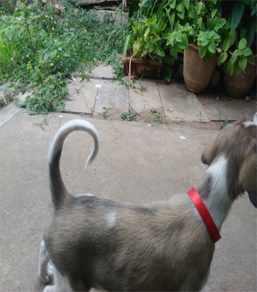 dog