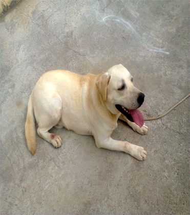 dog