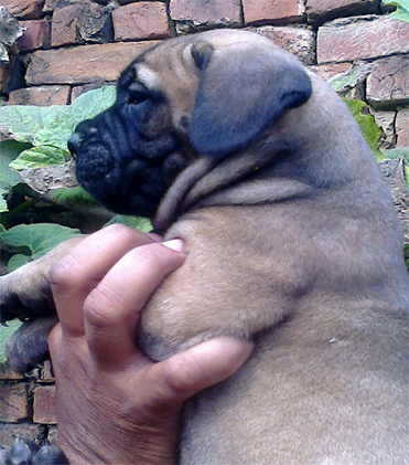 dog